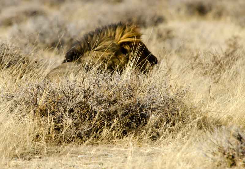 36 - Namibia - leones comiendo - parque nacional de Etosha